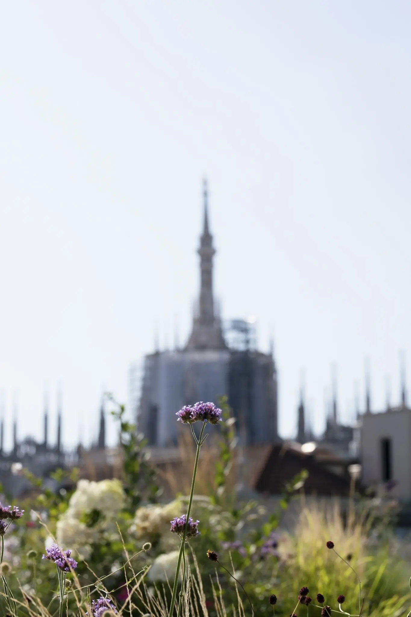Fiori viola in primo piano sul giardino in terrazza, con il Duomo sullo sfondo